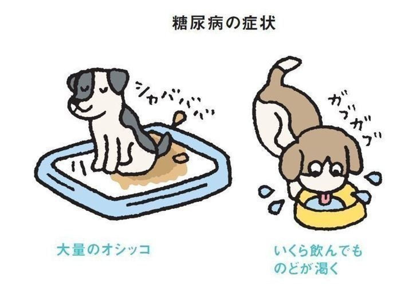 犬の糖尿病 原因と対策 食事療法 いぬのきもちweb Magazine 犬の糖尿病 原因と対策 食事療法 いぬのきもちweb Magazine
