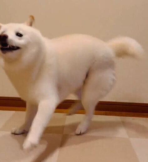 クルクル回り続けるラッテくん
