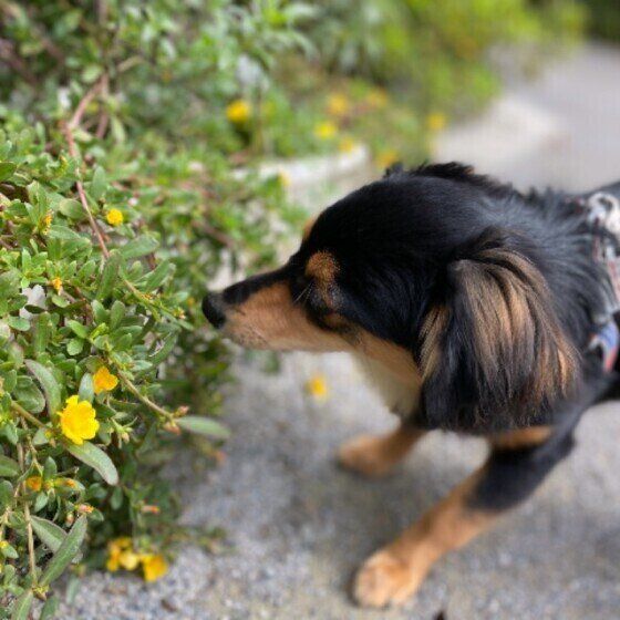 クンクンするワンコ