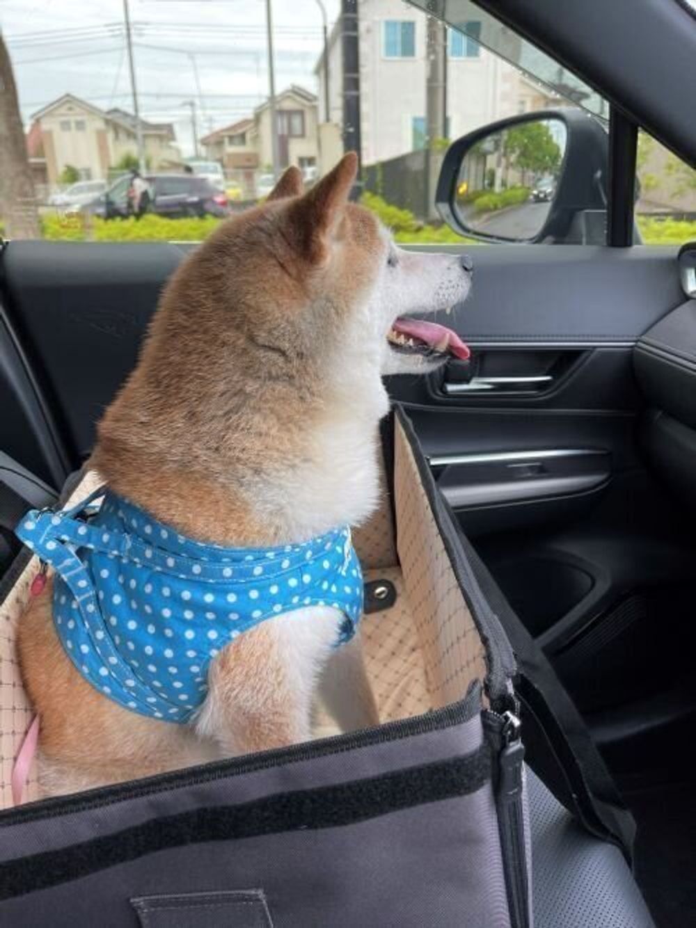 これで解決 柴犬かぼすちゃん ドライブ中の キュンキュン鳴き対策 いぬのきもちweb Magazine これで解決 柴犬かぼすちゃん ドライブ中の キュンキュン鳴き対策 いぬのきもちweb Magazine