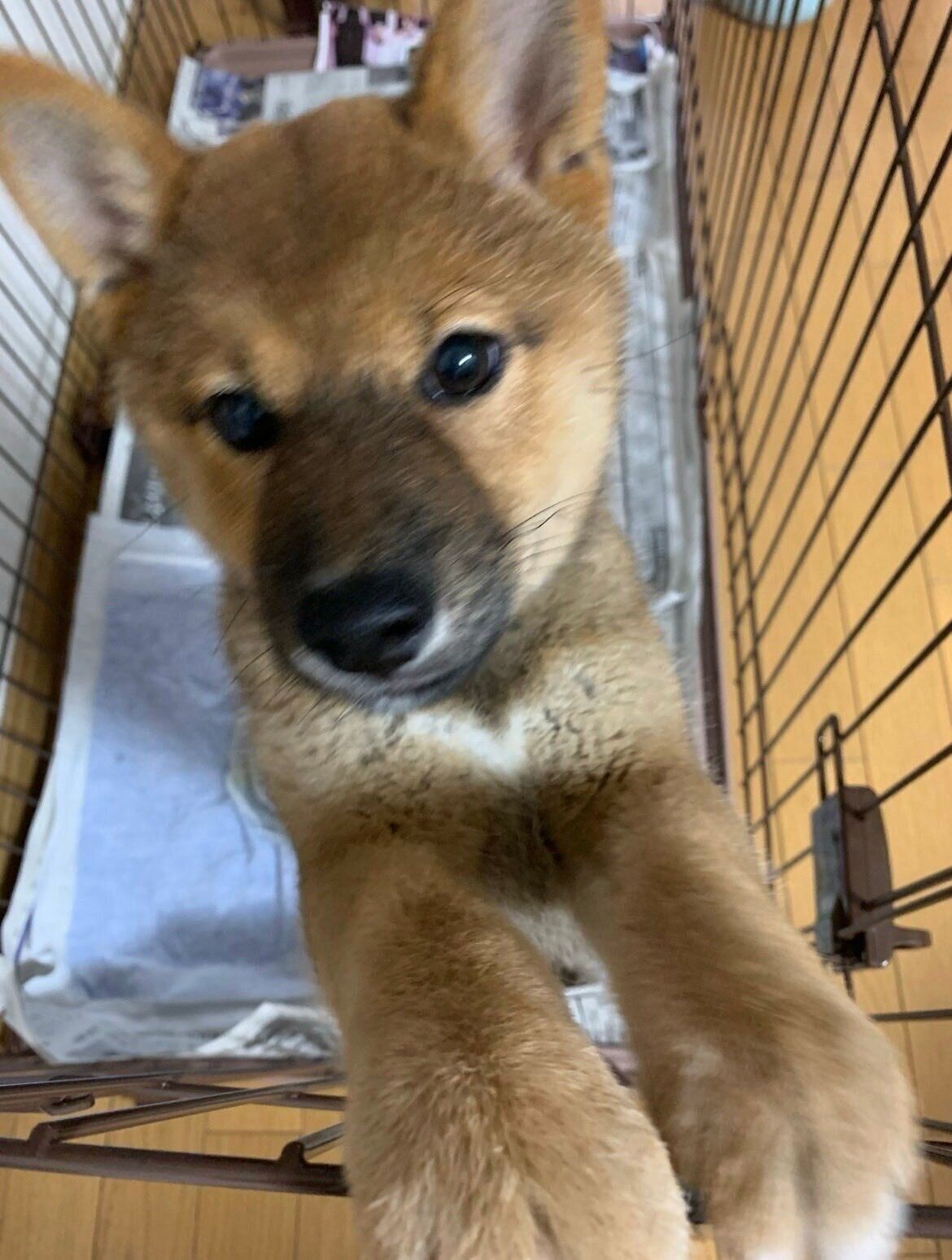 子犬時代のお嬢ちゃん