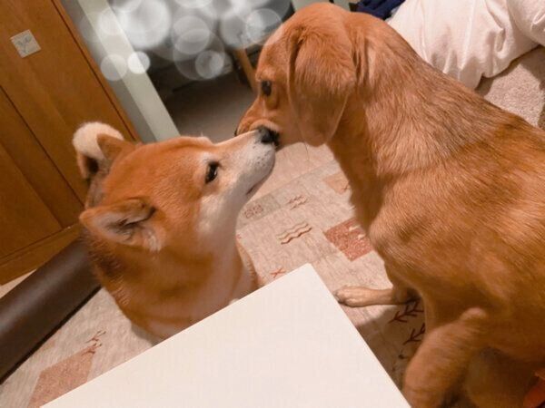 顔を近づけるあんずちゃん、こてつくん