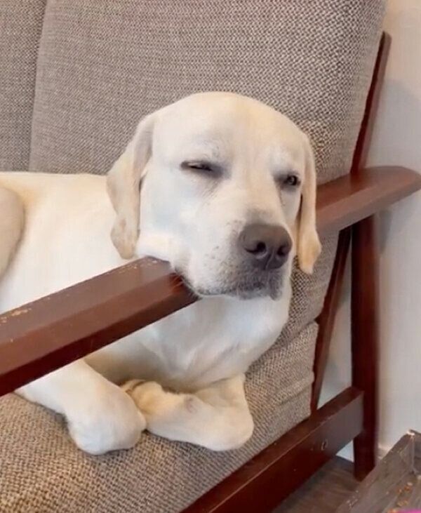 ソファでくつろぐイソくん