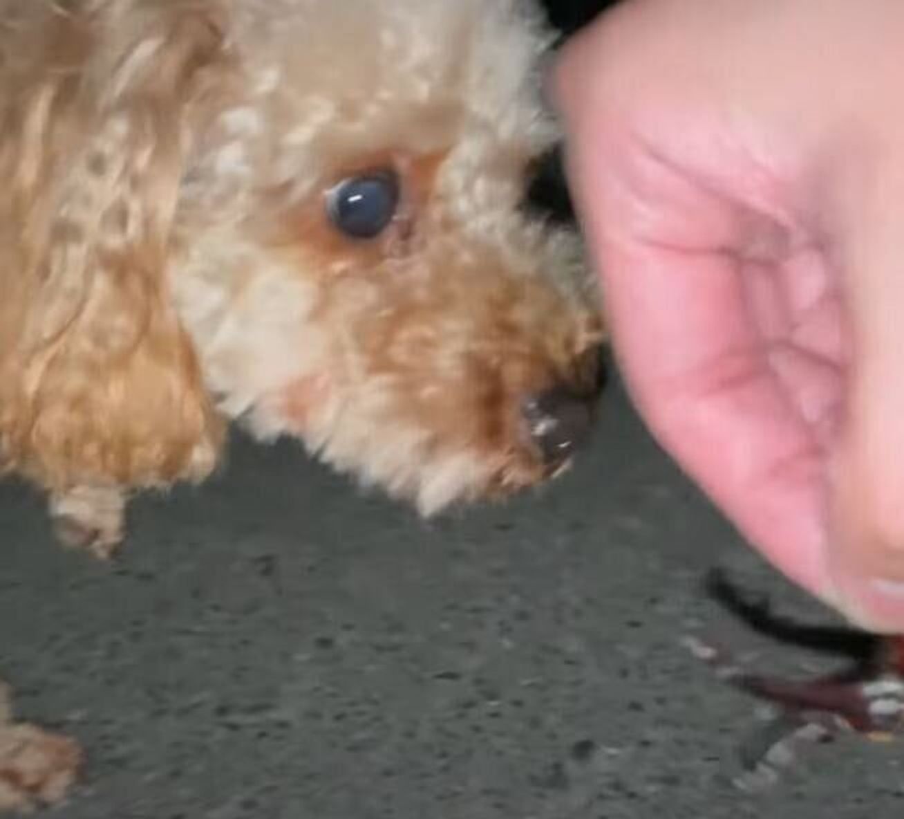 そんなことより行こう 夜のお散歩でカブトムシを発見するもスルーしちゃう犬 いぬのきもちweb Magazine そんなことより行こう 夜のお散歩でカブトムシを発見するもスルーしちゃう犬 いぬのきもちweb Magazine
