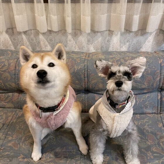 犬が毛を「ボワッ」と逆立てるのはなぜ? 犬に逆毛がみられる理由と対処法 いぬのきもち