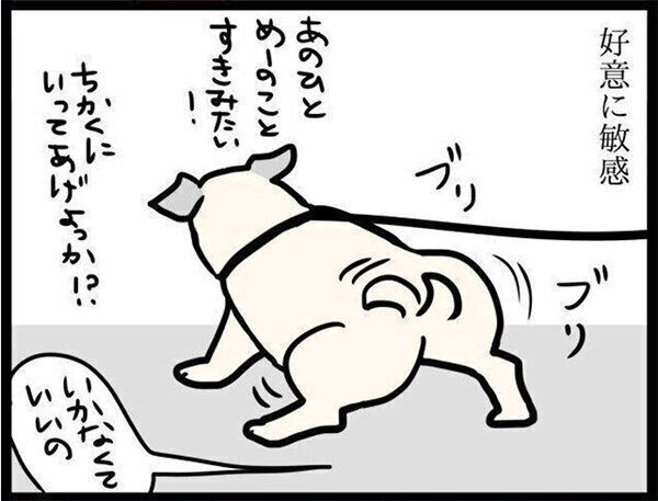 いぬのきもちWEB MAGAZINE『「あの人、めーのこと好き?」好意に敏感なパグ犬|連載「パグ犬・めー」vol.82』