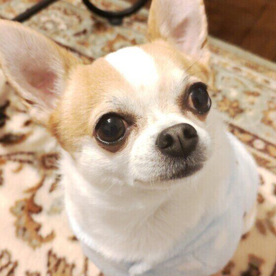 終端の上に座り上を仰ぎ見ているチワワの顔アップ（目の上と耳が茶色、ほかは白）