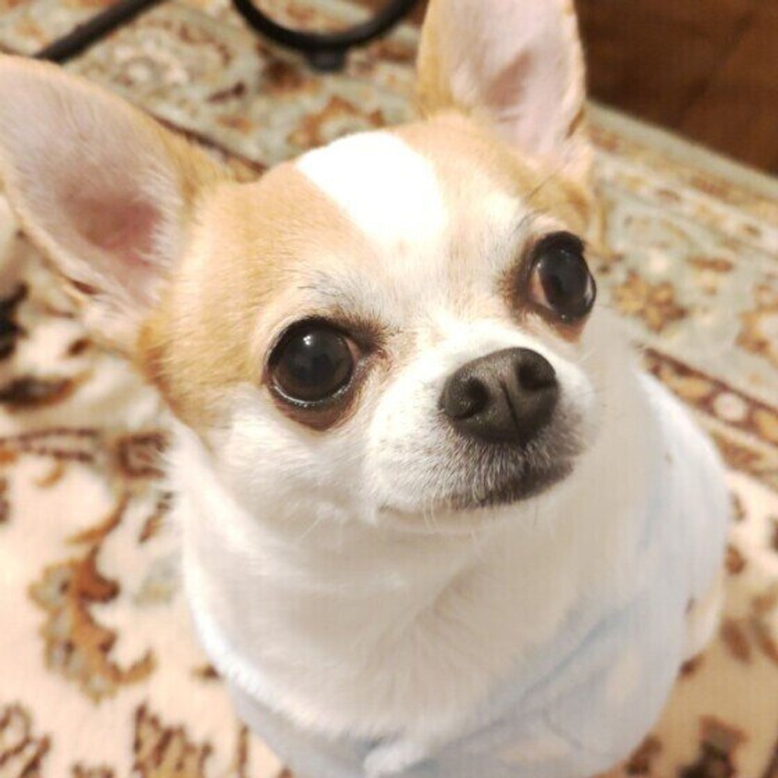 獣医師監修 犬に大根を与えても大丈夫 大根を食べるメリットと与え方を解説 いぬのきもちweb Magazine 獣医師監修 犬に大根を与えても大丈夫 大根を食べるメリットと与え方を解説 いぬのきもちweb Magazine