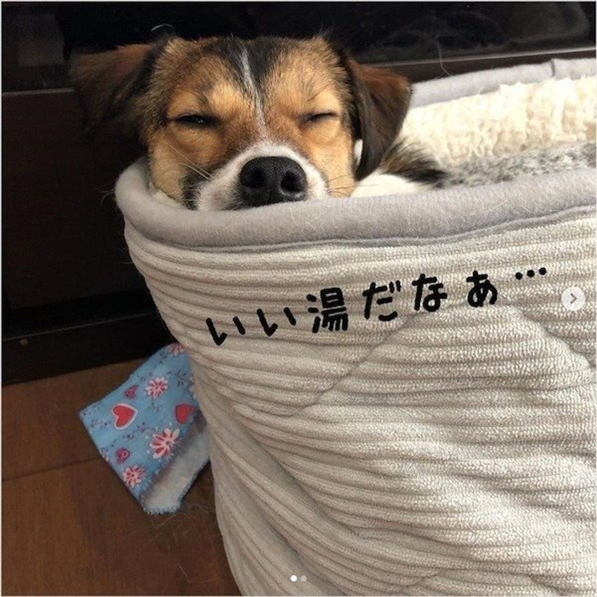 話題のベッド だけじゃない 犬を魅了するニトリグッズの数々を紹介 いぬのきもちweb Magazine 話題のベッド だけじゃない 犬を魅了するニトリグッズの数々を紹介 いぬのきもちweb Magazine