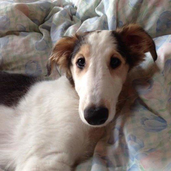 ボルゾイの子犬