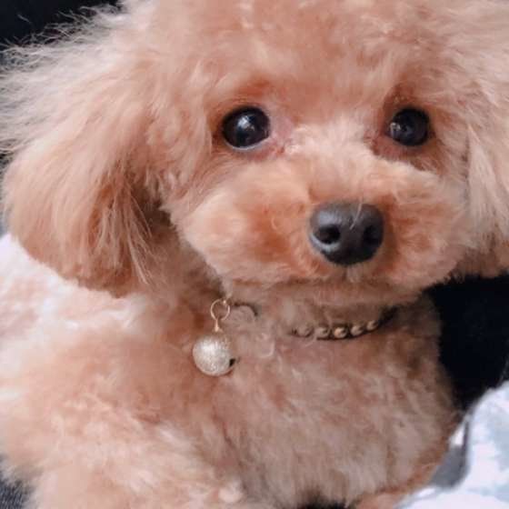 見つめるトイ・プードル