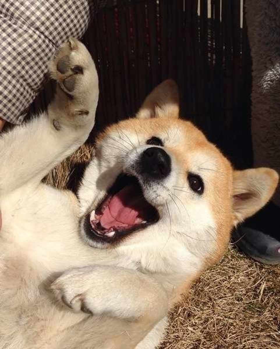 愛犬が話しかけてるように感じるしぐさ 行動8選 いぬのきもちweb Magazine 愛犬が話しかけてるように感じるしぐさ 行動8選 いぬのきもちweb Magazine