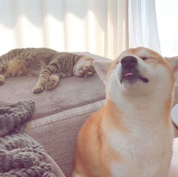 HaluくんとMugiくん