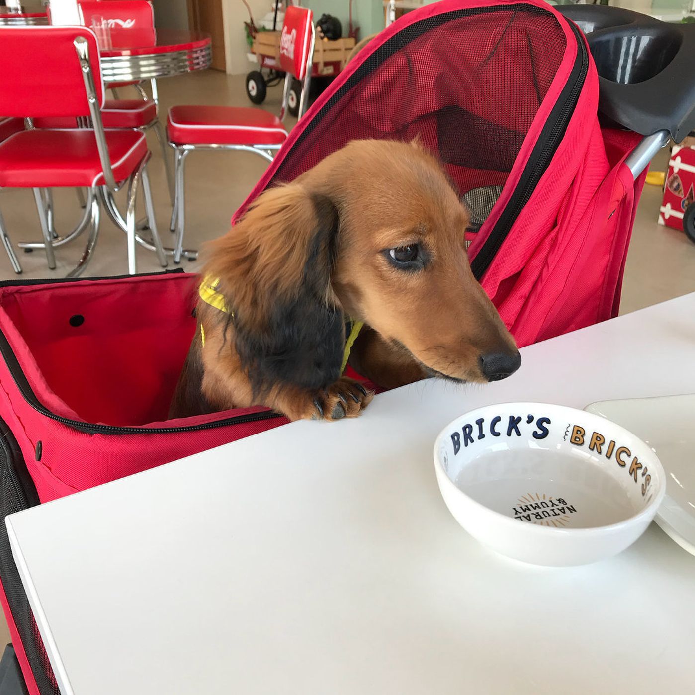 関西のおしゃれなドッグカフェ3選 インスタグラマーのレポート付き いぬのきもちweb Magazine 関西のおしゃれなドッグカフェ3選 インスタグラマーのレポート付き いぬのきもちweb Magazine
