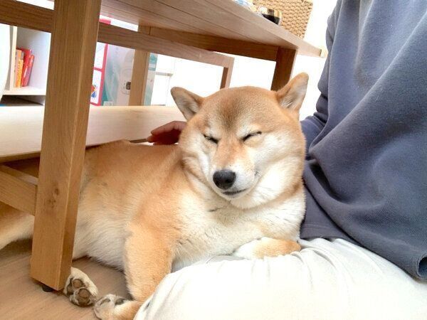 くつろぐはなちゃん