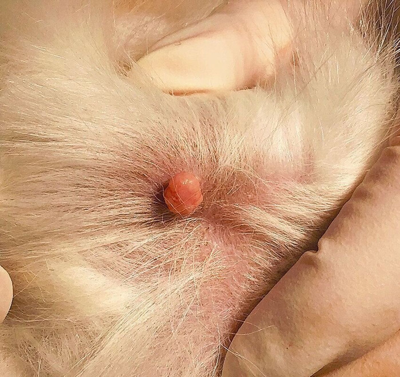 歯ぐきが黒い 背中にイボを発見 ちょっと気になる に潜むコワイ病気 いぬのきもちweb Magazine 歯ぐきが黒い 背中にイボを発見 ちょっと気になる に潜むコワイ病気 いぬのきもちweb Magazine