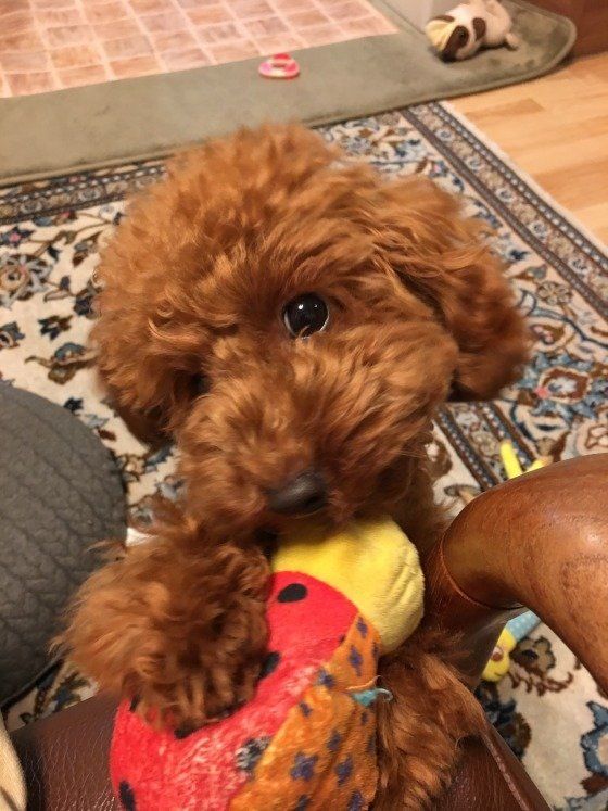 おもちゃを持ってきて遊びに誘うトイ・プードルの茶々丸ドナルド