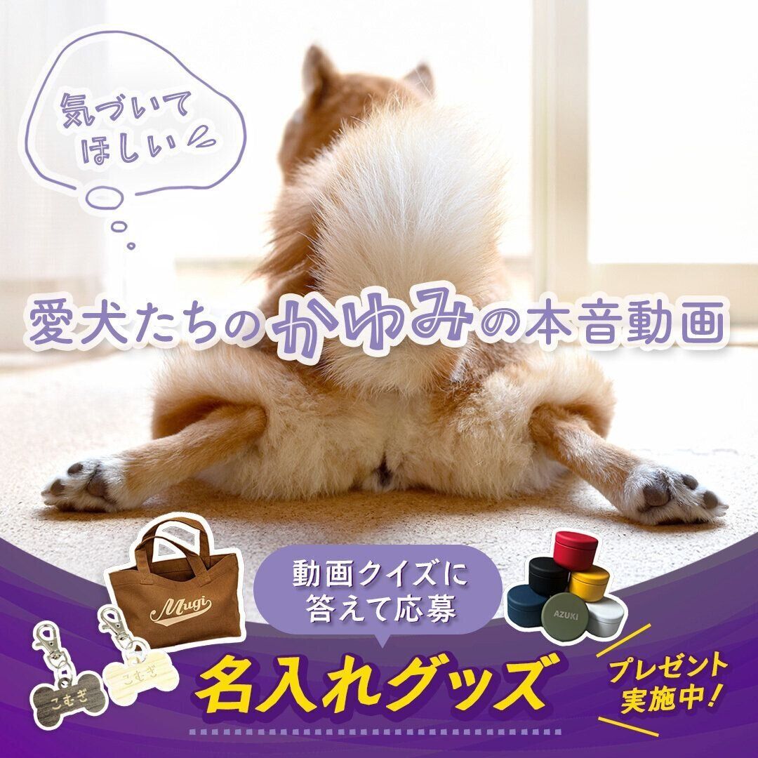 愛犬たちのかゆみの本音