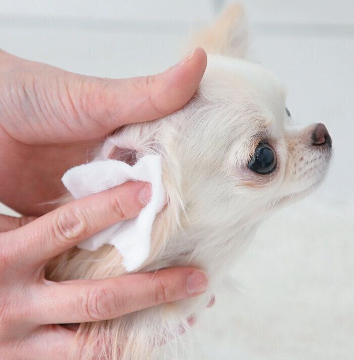 チワワの耳ケア