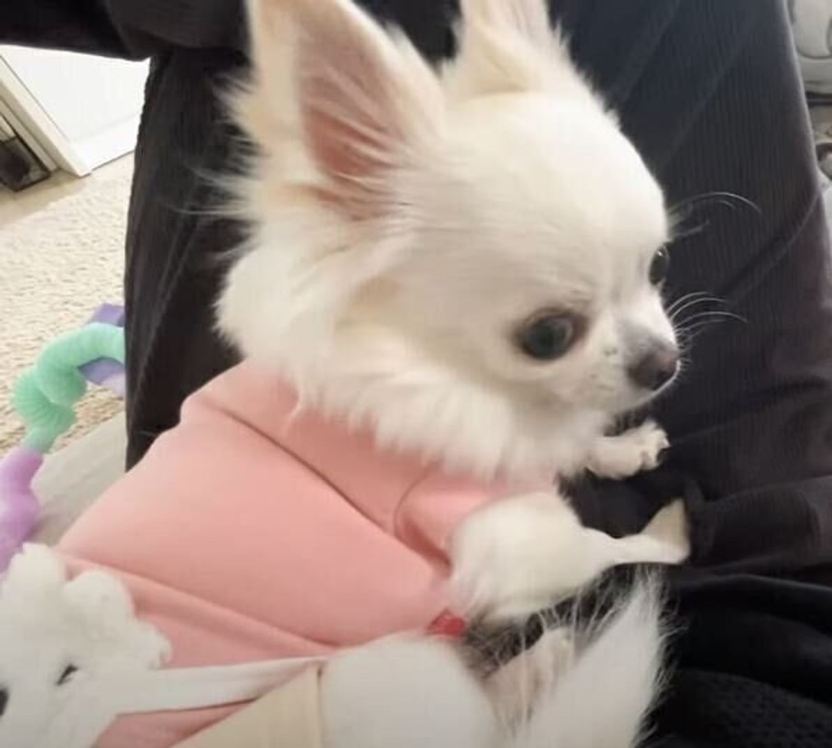 当然でしょ クッションよりも飼い主さんのひざの上を選んだチワワ いぬのきもちweb Magazine 当然でしょ クッションよりも飼い主さんのひざの上を選んだチワワ いぬのきもちweb Magazine