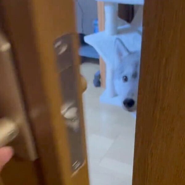 見つめるユキちゃん