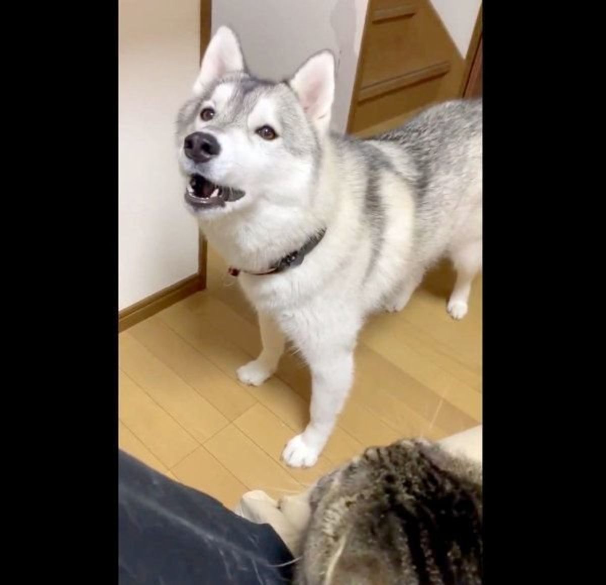 絶対負けられない 飼い主さんの膝の上を争う犬と猫の戦い 笑 いぬのきもちweb Magazine 絶対負けられない 飼い主さんの膝の上を争う犬と猫の戦い 笑 いぬのきもちweb Magazine
