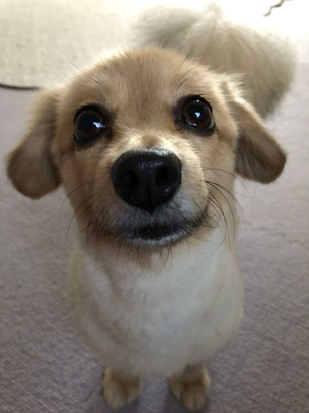 犬のかわいいしぐさ 鼻でツンツン をする3つの理由 いぬのきもちweb Magazine 犬のかわいいしぐさ 鼻でツンツン をする3つの理由 いぬのきもちweb Magazine