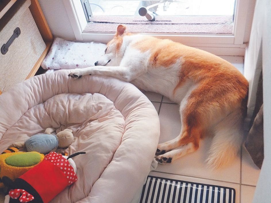 写真提供／藤本先生