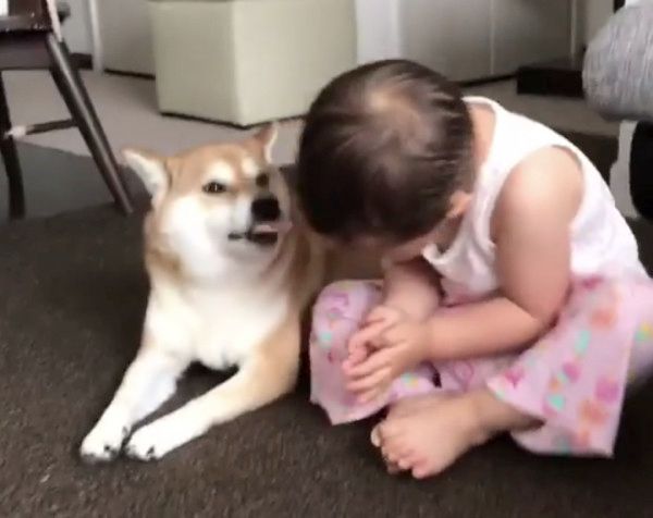 お誕生日をお祝いされる柴犬