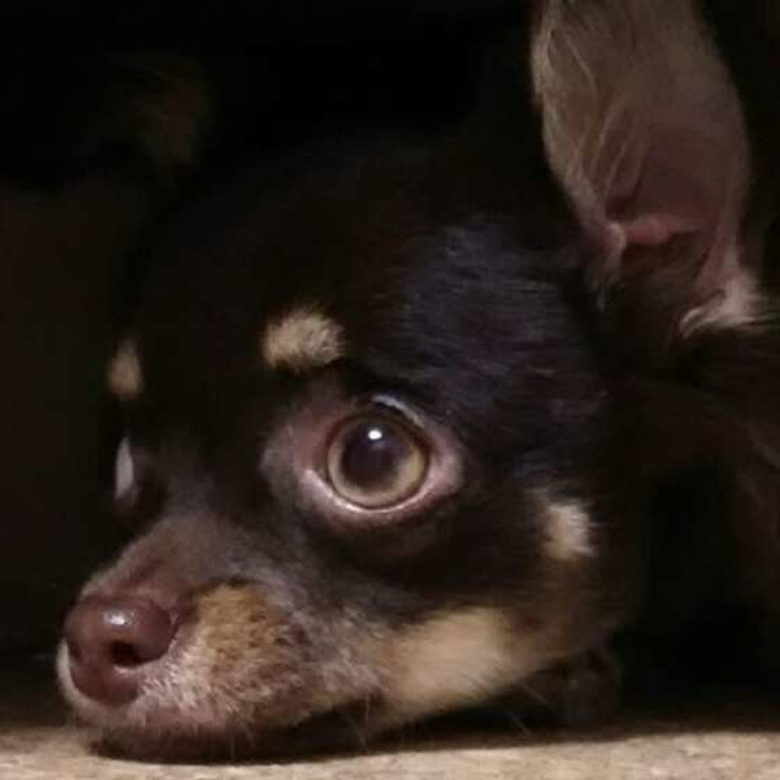 犬が穴に顔を突っ込むときの心理3つ 知っておくべき注意点とは いぬのきもちweb Magazine 犬が穴に顔を突っ込むときの心理3つ 知っておくべき注意点とは いぬのきもちweb Magazine