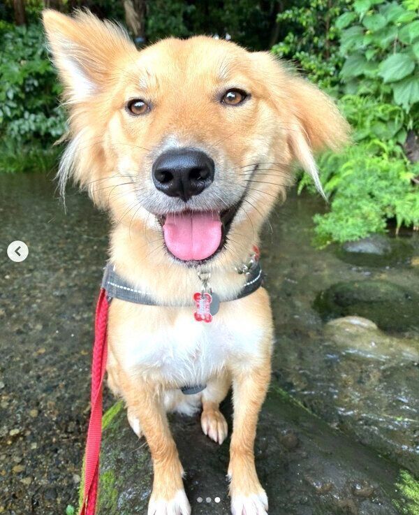 笑顔の嵐丸くん