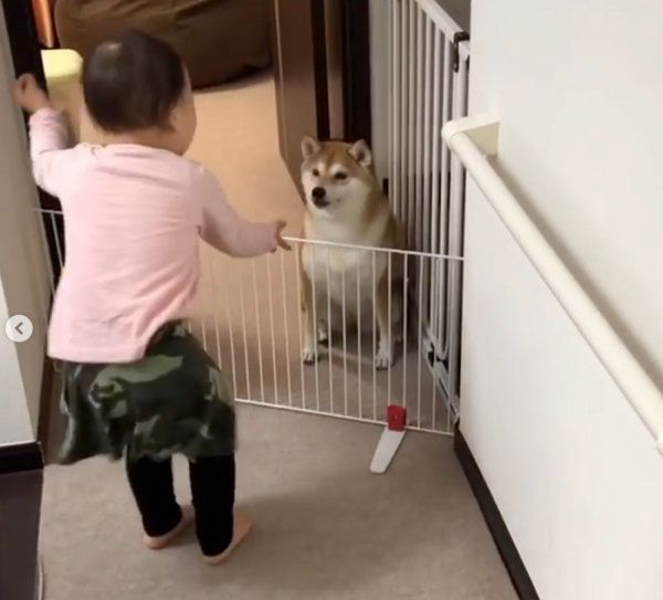 柴犬のももかちゃんと妹ちゃん