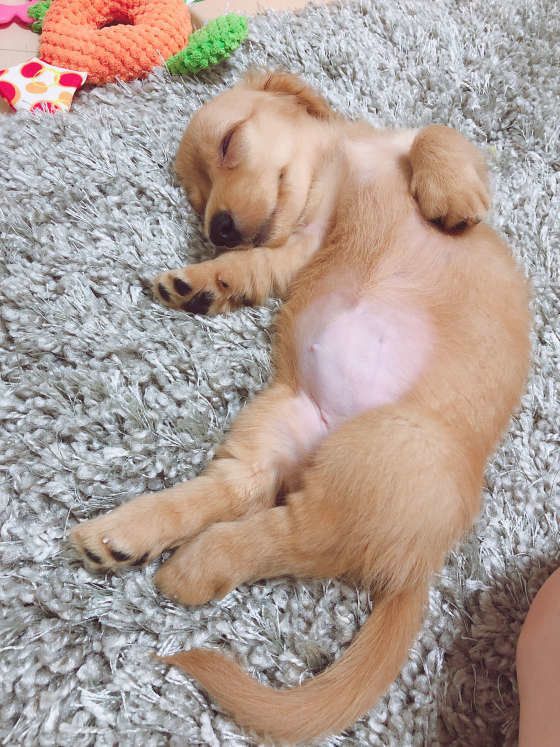 お腹を出して寝る犬、カニーンヘン・ダックスフンド