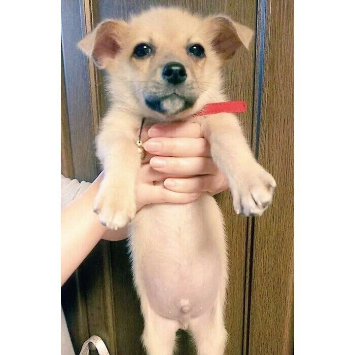 お迎え当時のココちゃん