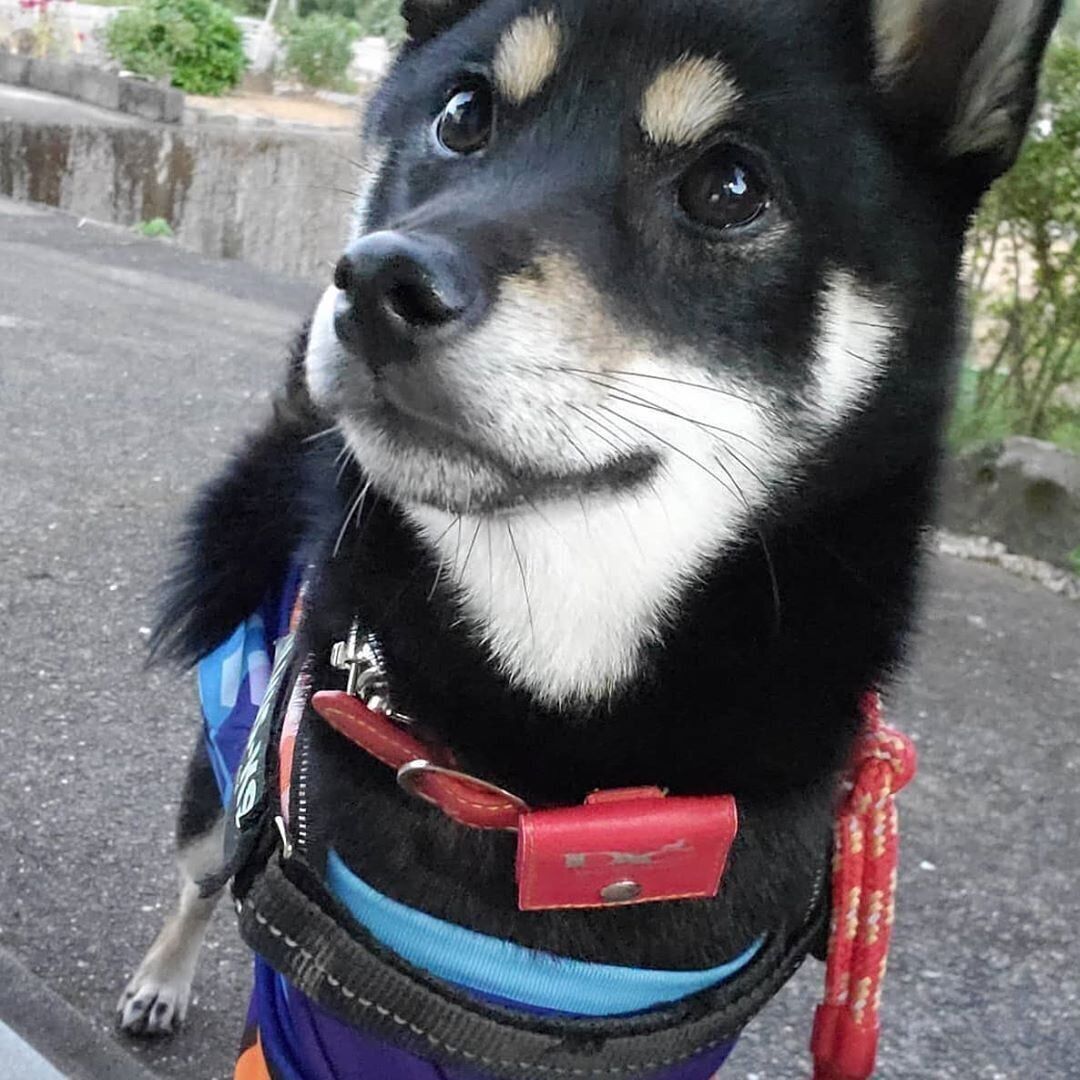 黒柴の和花（わか）ちゃん