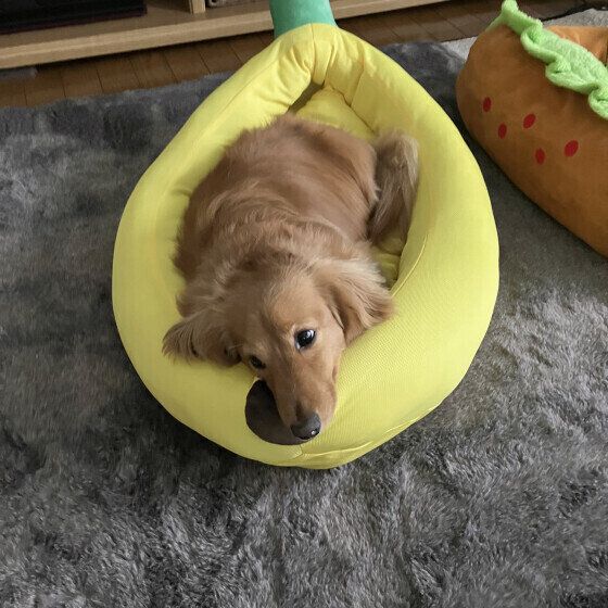 ベッドでくつろぐミニチュア・ダックスフンド