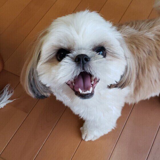 見つめるれんくん（シー・ズー）