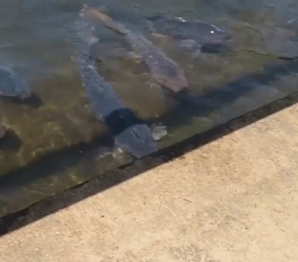 池の鯉にビビる柴犬