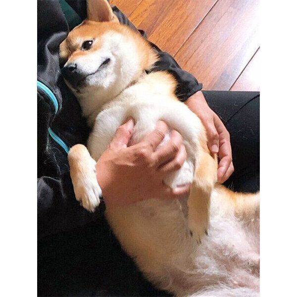 飼い主さんに甘えるつむちゃん