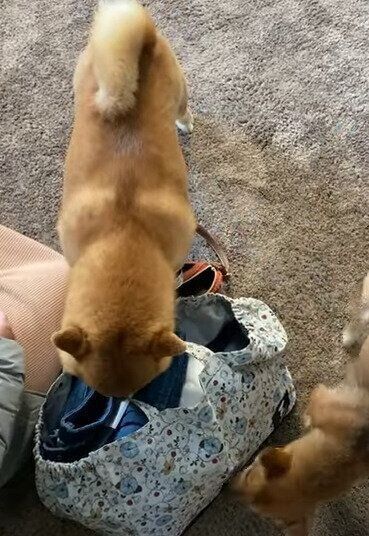 バッグを漁る犬