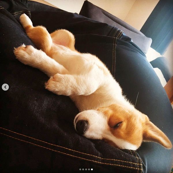 ソファで眠るコーギー