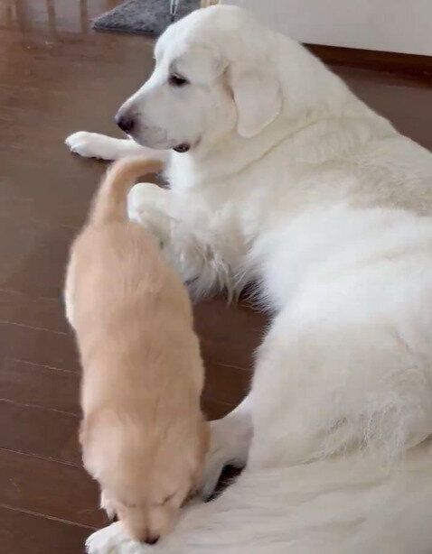 すずらんちゃんのことが気になってしょうがないゆず葉ちゃん