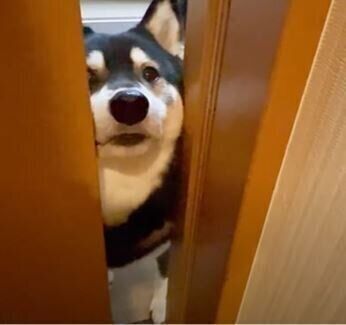 柴犬　大河くん