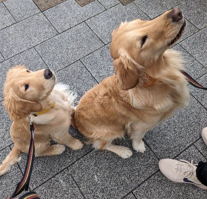 おやつ待ちをするむぎちゃん、エールくん
