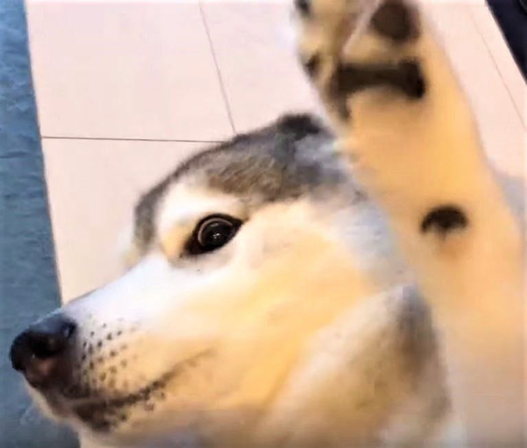 シベリアン・ハスキーの耳そうじ