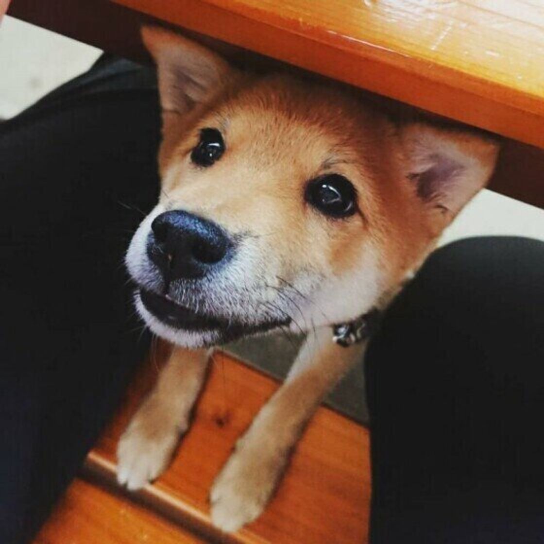 獣医師監修 犬にマンゴーを与えるときは注意が必要 与えるメリットとデメリットを解説 いぬのきもちweb Magazine 獣医師監修 犬にマンゴーを与えるときは注意が必要 与えるメリットとデメリットを解説 いぬのきもちweb Magazine