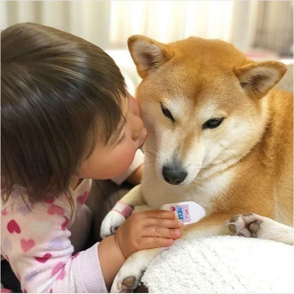 柴犬