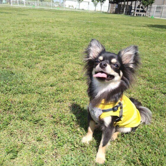 ドッグランでご機嫌な快くん