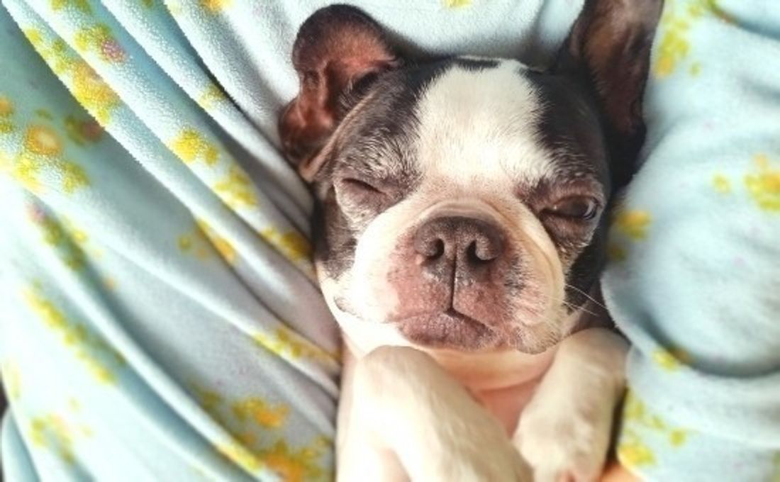 犬の慢性腎臓病とフード選び 症状と対策 食事療法 いぬのきもちweb Magazine 犬の慢性腎臓病とフード選び 症状と対策 食事療法 いぬのきもちweb Magazine