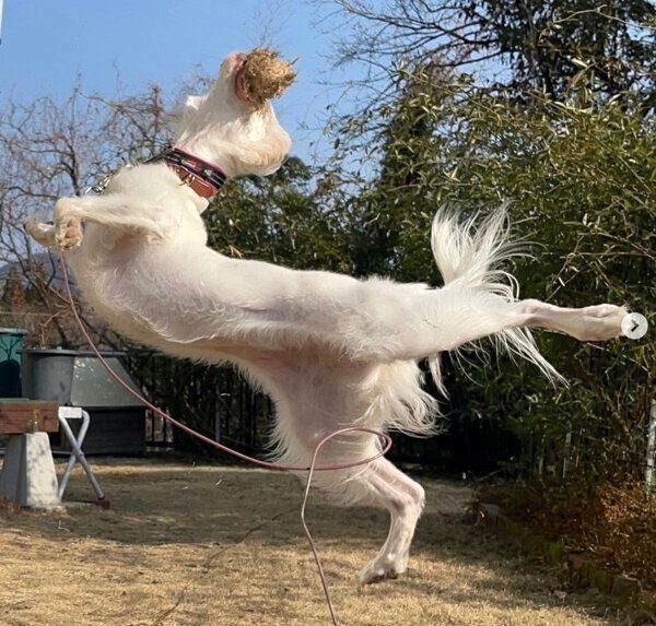 アクロバティックな麦ちゃん